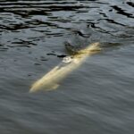 Random image: 7 Submarine 1